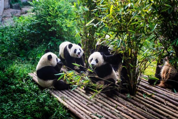 Wondrous China: Chengdu & Jiuzhaigou Experience